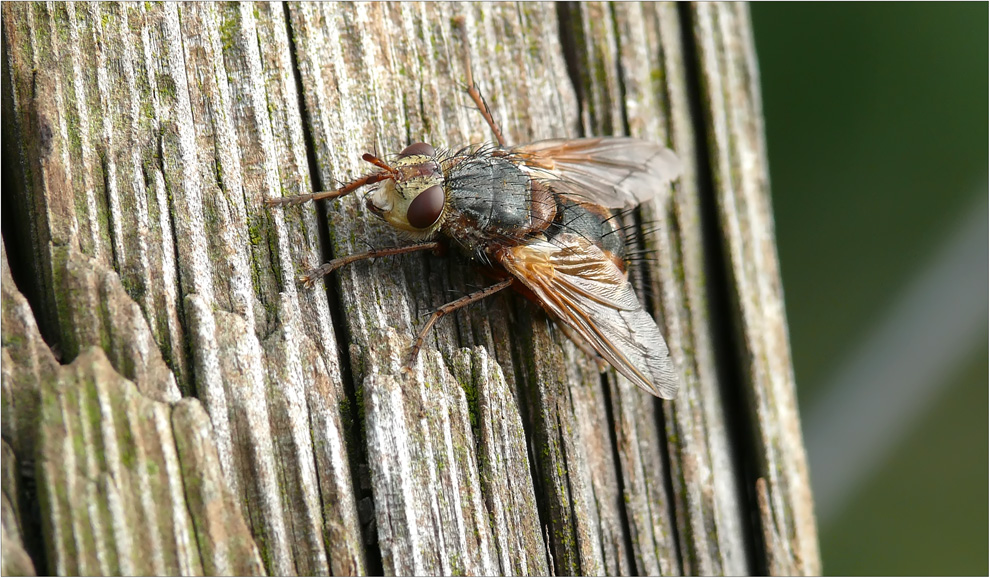 eine Igelfliege