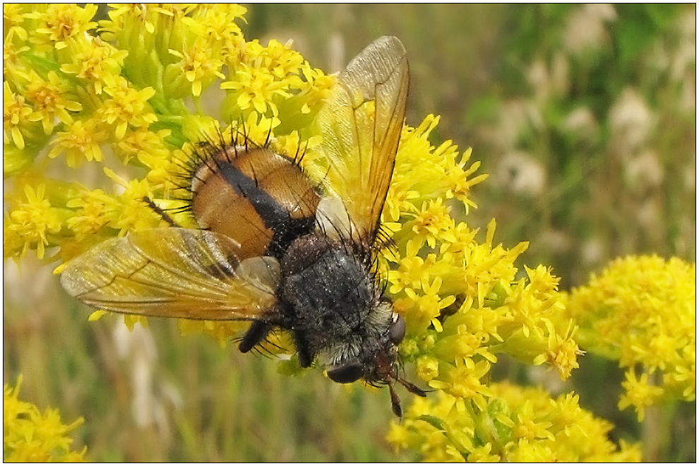 Eine Igelfliege also .... (tz tz ... was es nicht alles gibt)