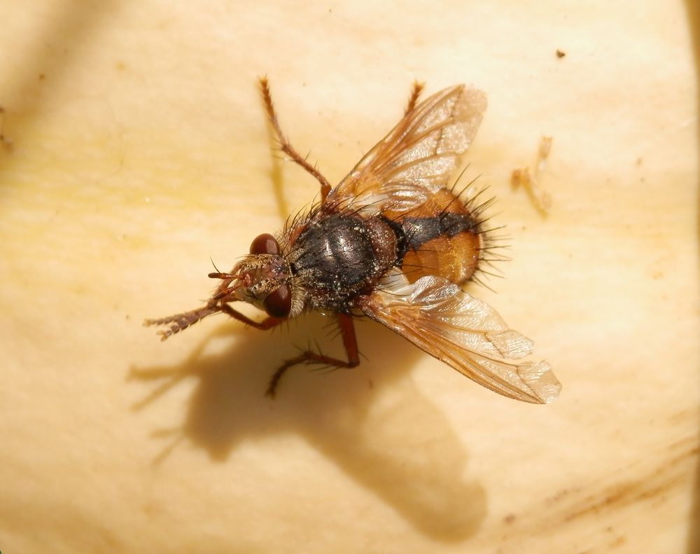 Eine Igelfliege (Tachina fera) im Oktober