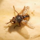 Eine Igelfliege (Tachina fera) im Oktober