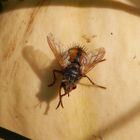 Eine Igelfliege (Tachina fera) im Oktober