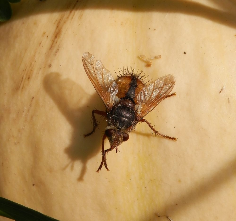 Eine Igelfliege (Tachina fera) im Oktober