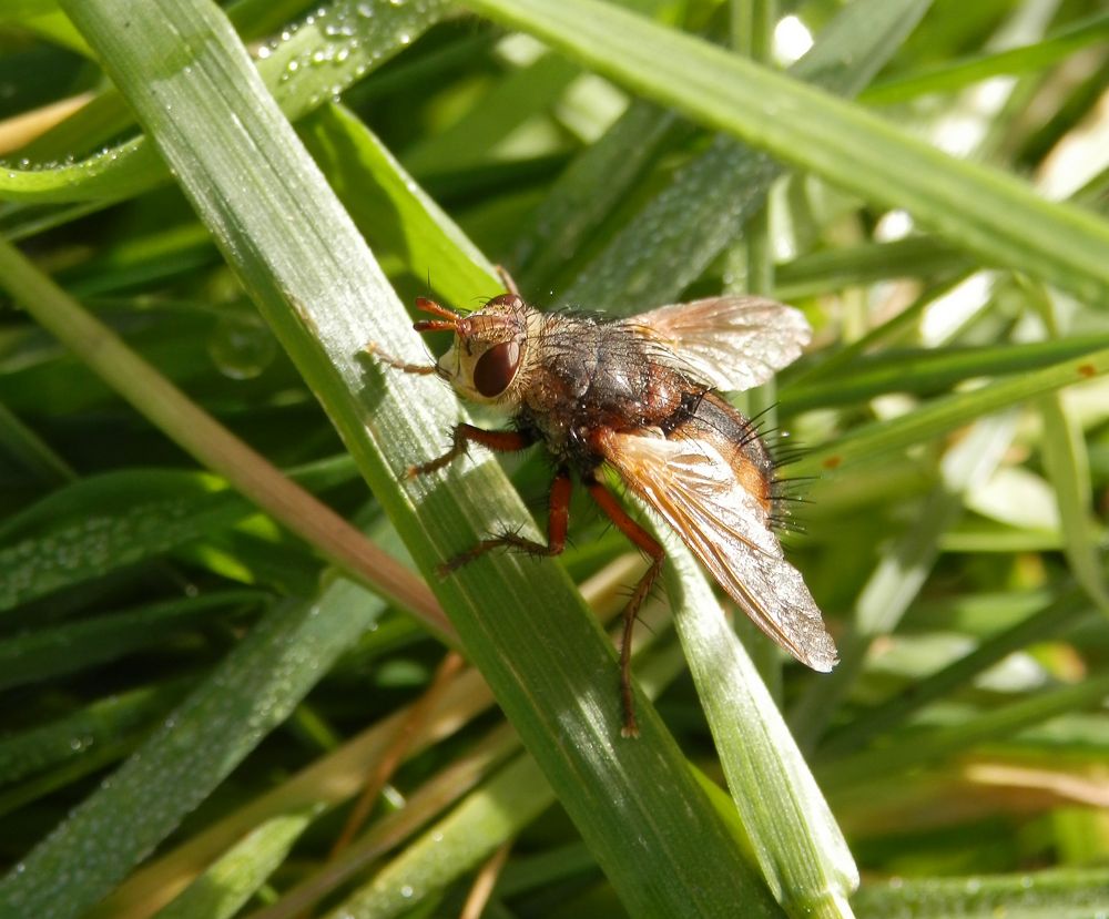 Eine Igelfliege (Tachina fera) im Oktober