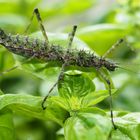 Eine Igelschrecke ...sie wohnt bei mir im Terrarium...