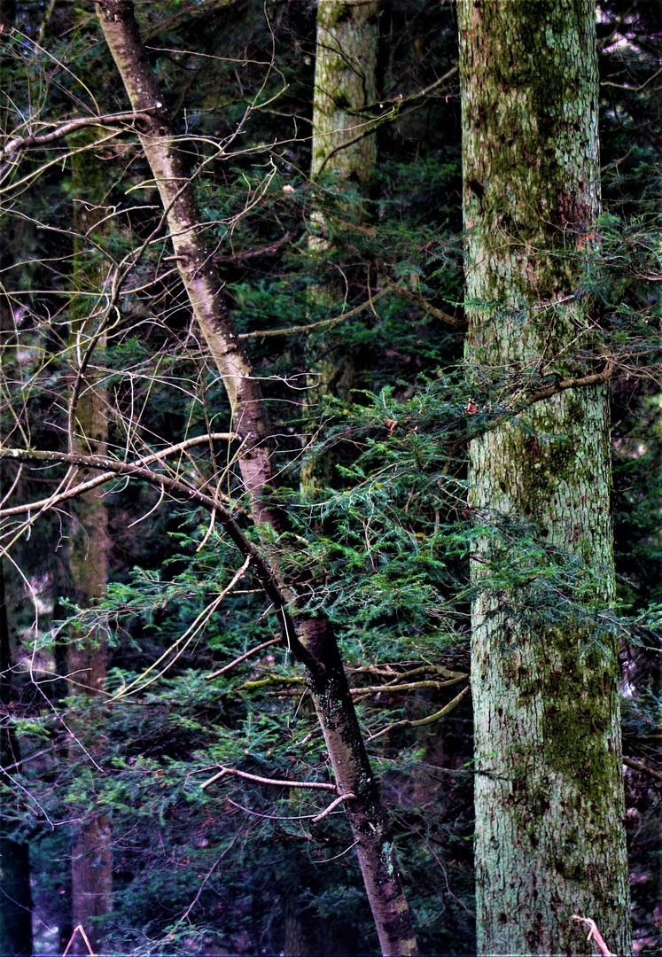 eine Impression aus dem Schwarzwald