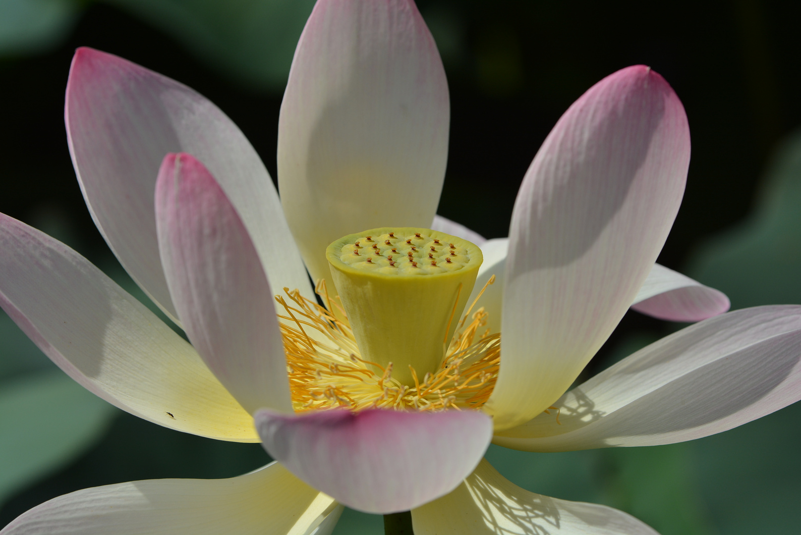 Eine indische Lotusblume Nelumbo nucifera, Foto & Bild | pflanzen ...