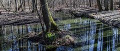 EINE INSEL FÜR SICH ALLEIN. KRUMME LAKE #6