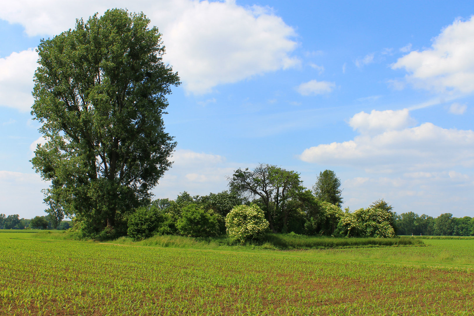 Eine Insel im Feld