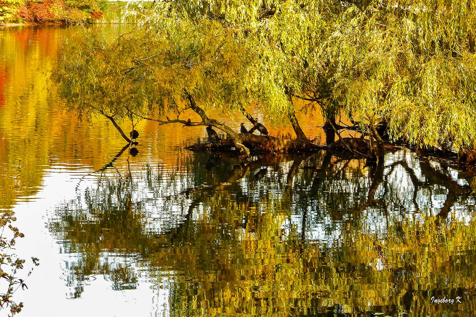 Eine Insel im Teich - Jrönes Meerken Neuss