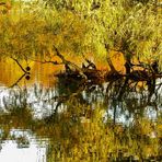 Eine Insel im Teich - Jrönes Meerken Neuss