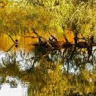 Eine Insel im Teich - Jrönes Meerken Neuss