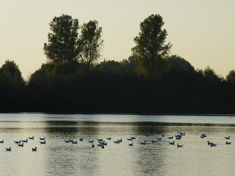 eine insel mit 3 bäumen