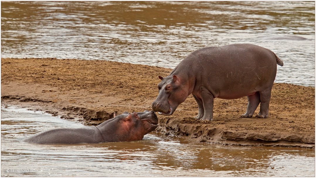 Eine Insel wie für zwei verliebte Hippos geschaffen :-)