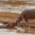 Eine Insel wie für zwei verliebte Hippos geschaffen :-)