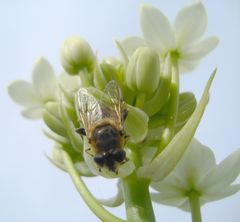 ...eine interessante Blüte