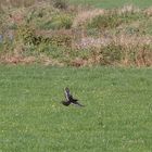 Eine interessante Färbung der Rabenkrähe (Corvus corone)