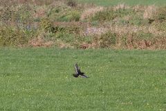 Eine interessante Färbung der Rabenkrähe (Corvus corone)