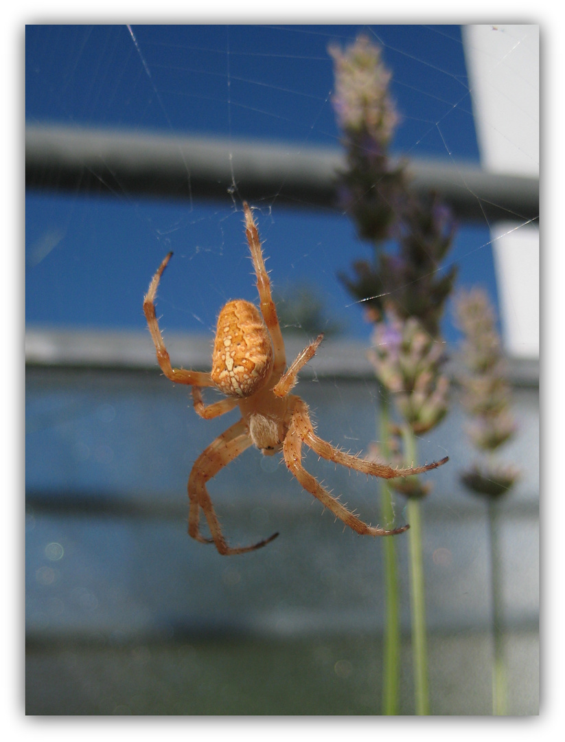 Eine interessante Spinne im perfekten Licht