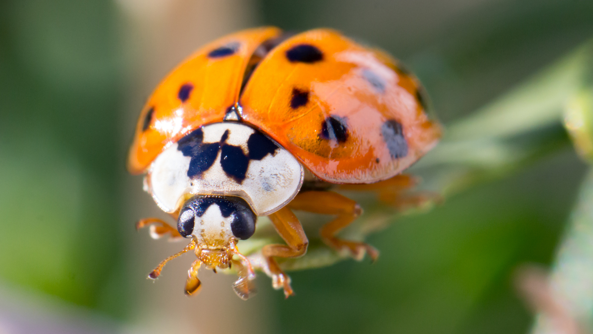 Eine Invasion der Marienkäfer... Foto & Bild | makro ...
