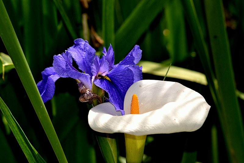 eine Iris und eine Calla