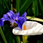 eine Iris und eine Calla