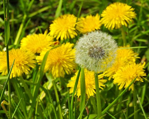 Eine ist immer die erste...