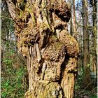 Eine Jahrhundertealte Akazie – man sieht dem Baum sein Alter an…  