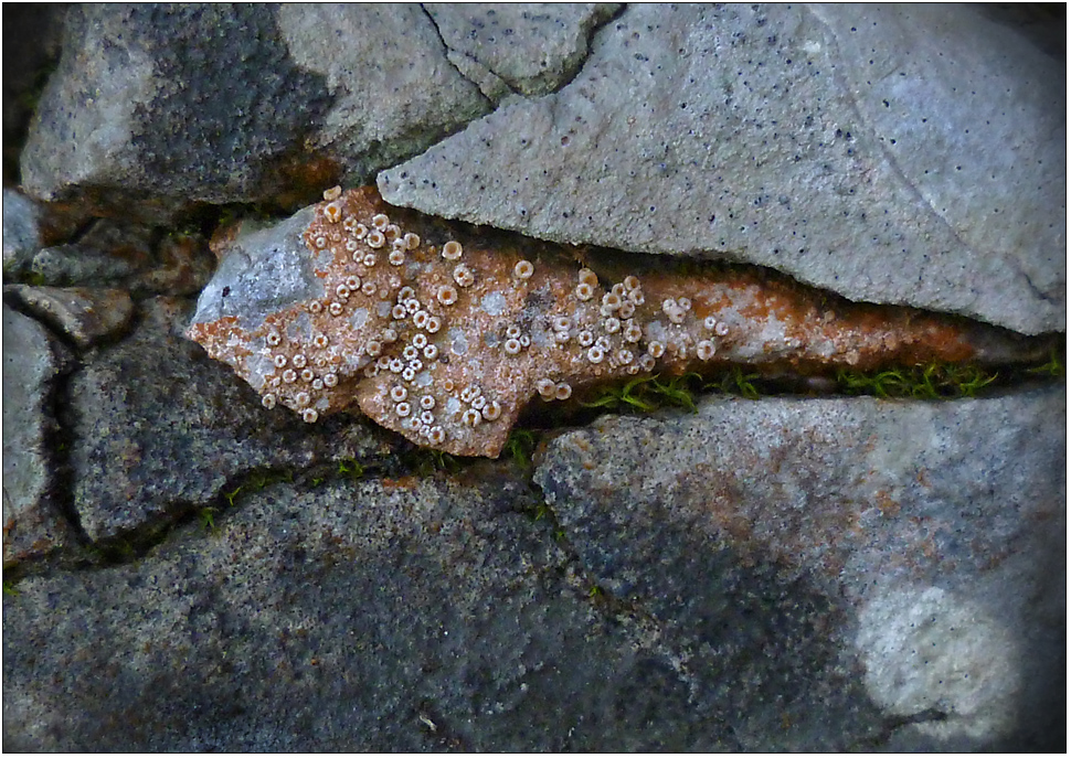 Eine Jenenser Grubenflechte (Gyalecta jenensis) ...