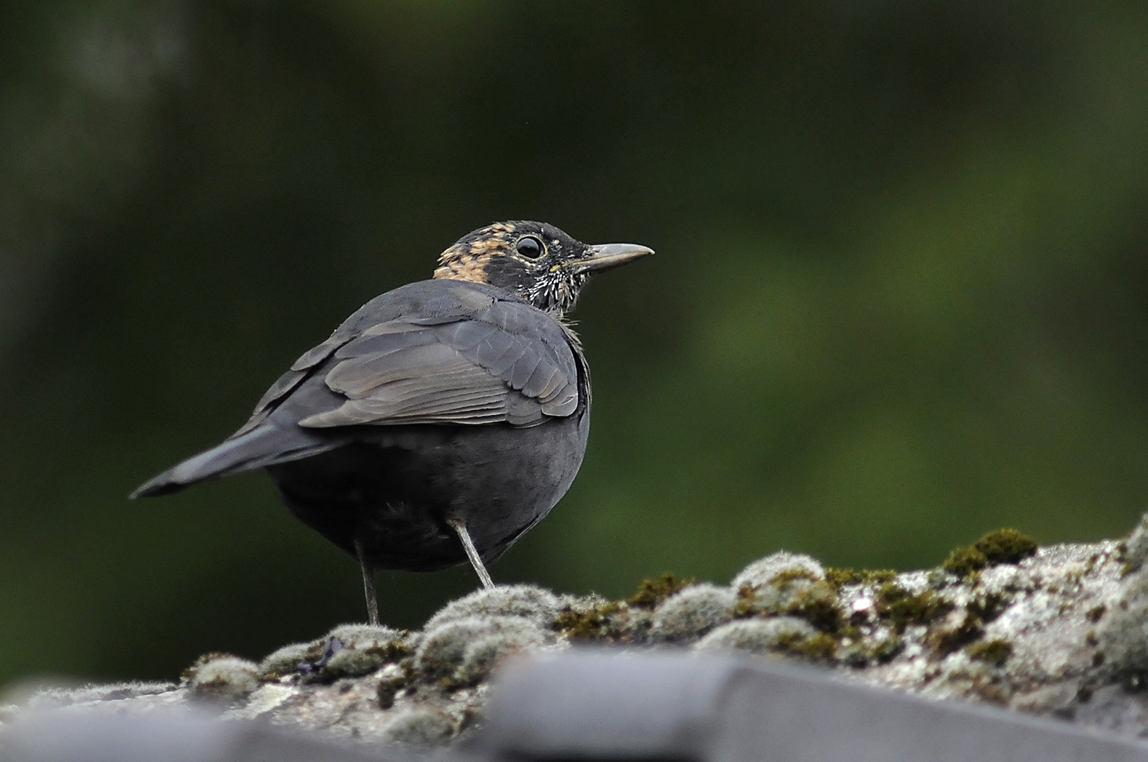 Eine jugendliche Amsel kam heute abend auf unseren Dachfirst