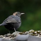 Eine jugendliche Amsel kam heute abend auf unseren Dachfirst