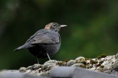 Eine jugendliche Amsel kam heute abend auf unseren Dachfirst