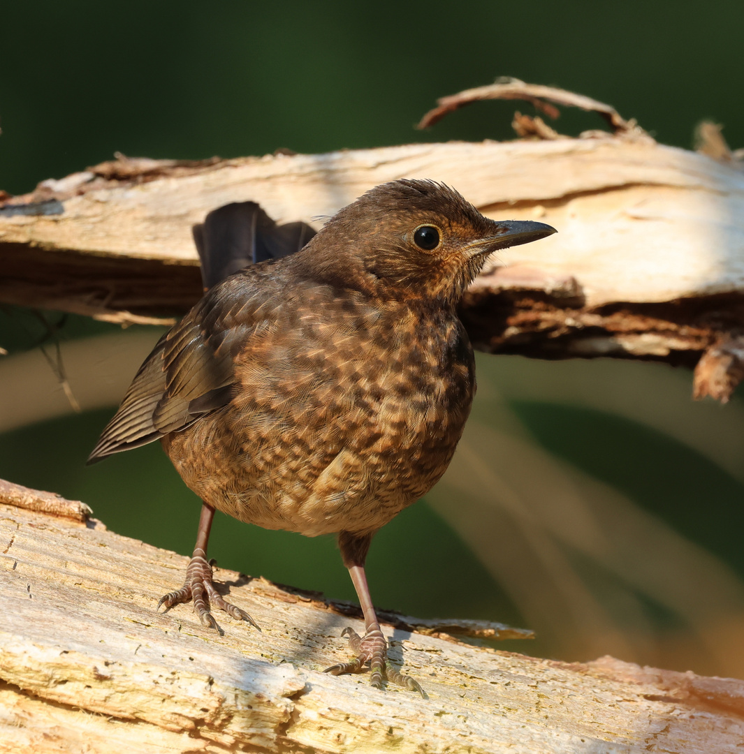 Eine junge Amsel entdeckt die Welt