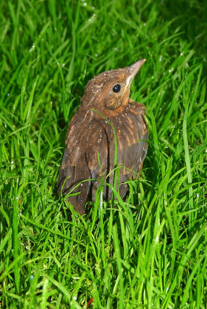 Eine junge Amsel