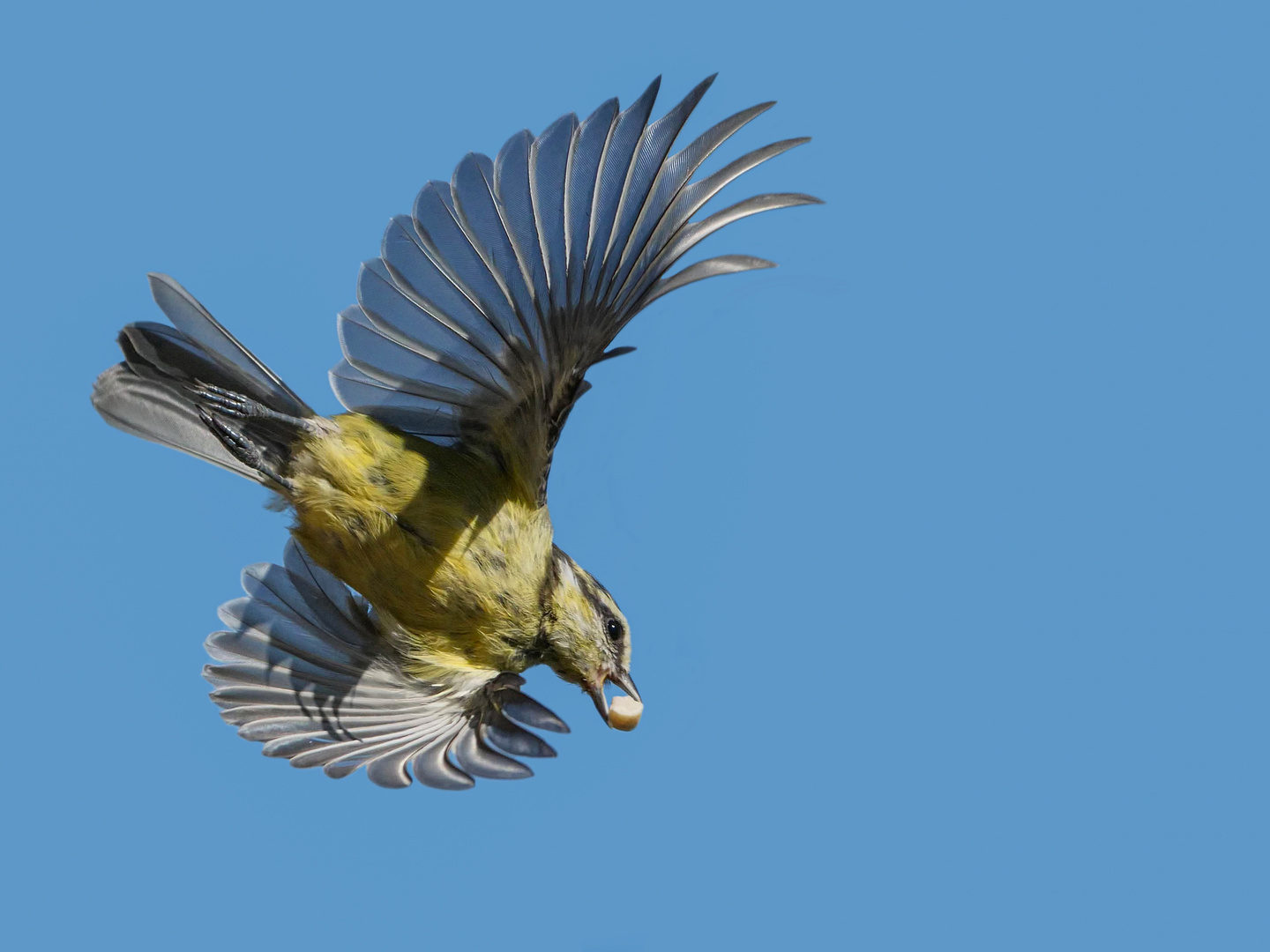 Eine junge Blaumeise im Flug mit einer Nuß