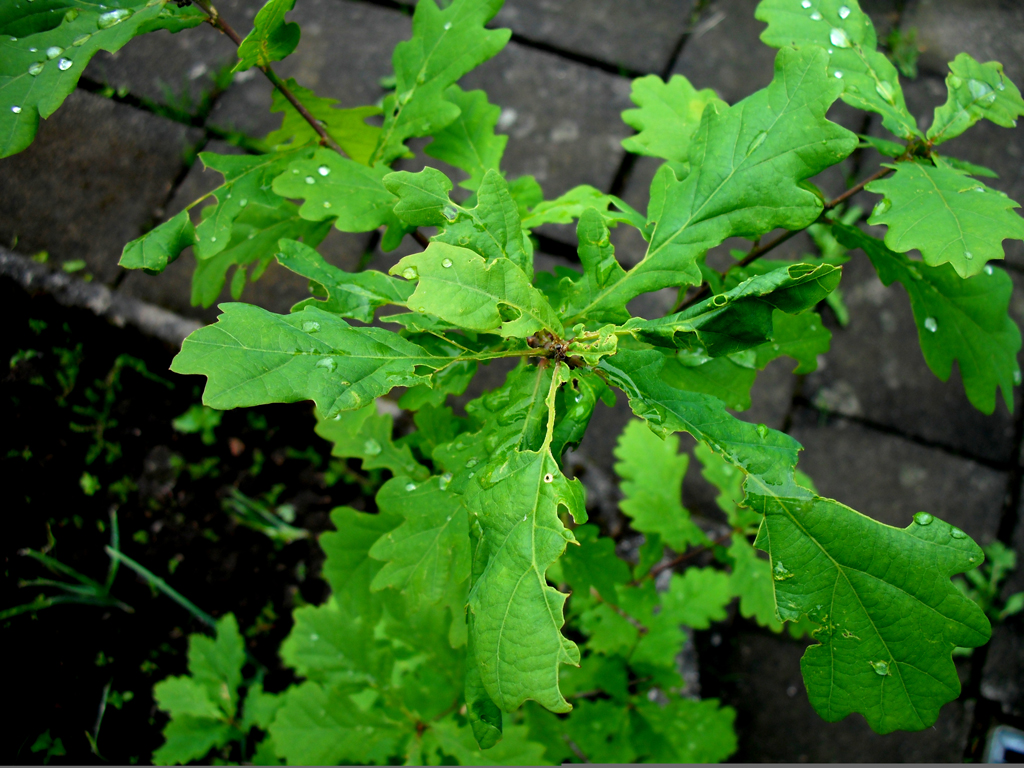 Eine junge Eiche im eigenen Garten!