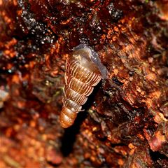 Eine junge, etwa 5 mm lange Schließmundschnecke (Fam. Clausilidae), . . .