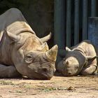 Eine "junge" Familie im Zoo Krefeld.