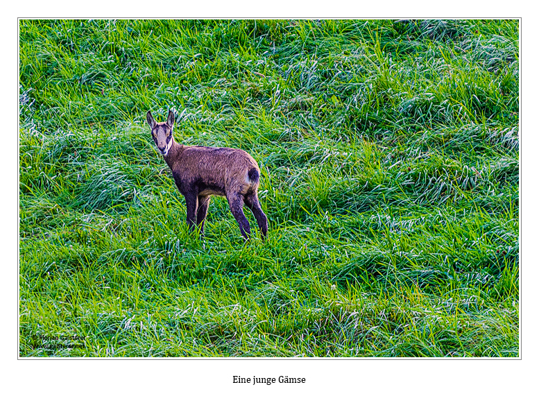 Eine junge Gämse im schweizer Jura