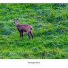 Eine junge Gämse im schweizer Jura