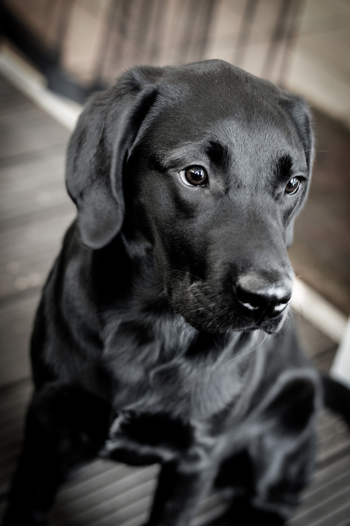 Eine junge Hundedame