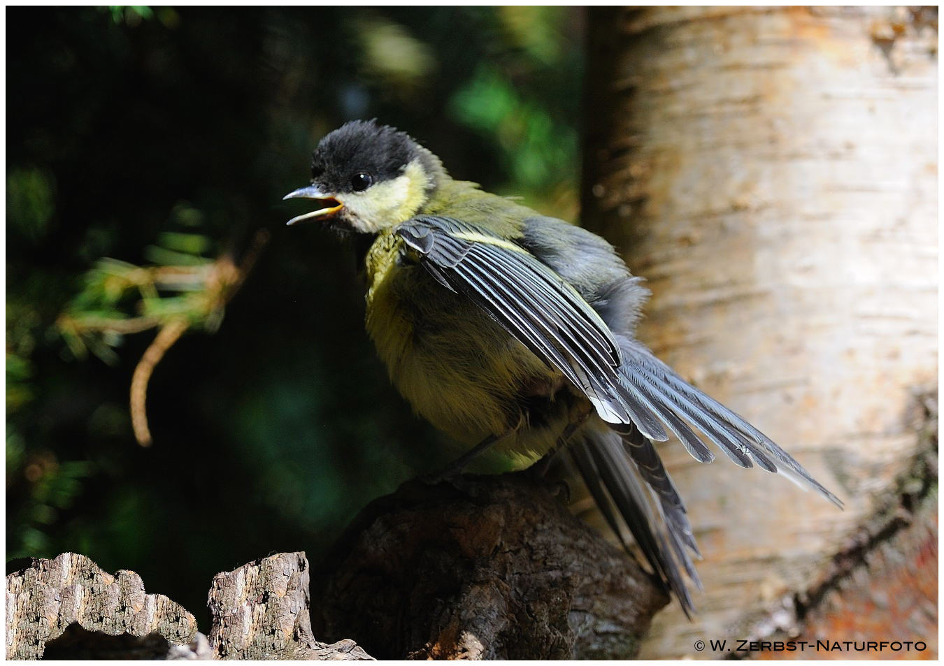 --- Eine junge Kohlmeise --- ( Parus major )