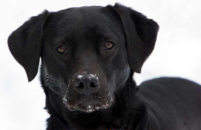 Eine junge Labradordame