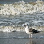 Eine junge Möwe stehend auf dem Strand von Meijendel.