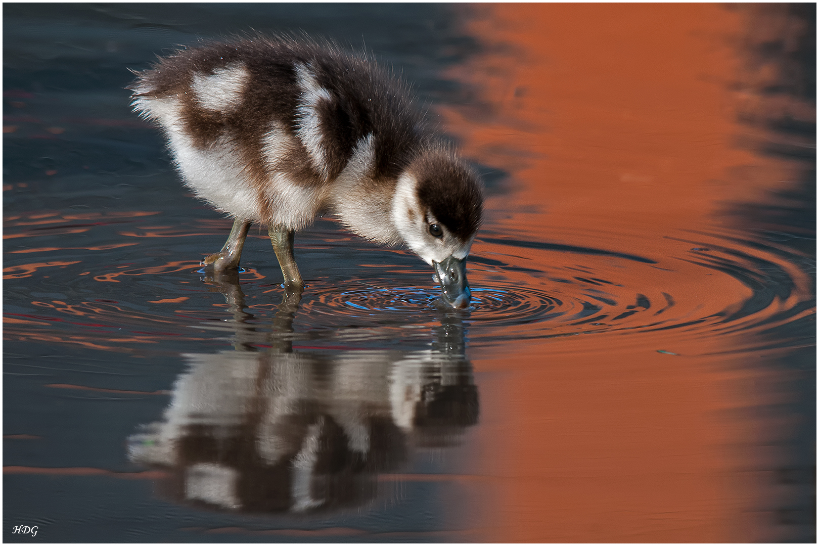 Eine junge Nilgans mit (2) ...