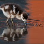 Eine junge Nilgans mit (2) ...