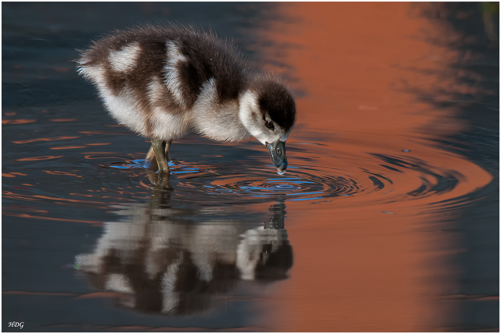 Eine junge Nilgans mit (3) ... 