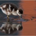 Eine junge Nilgans mit (3) ... 