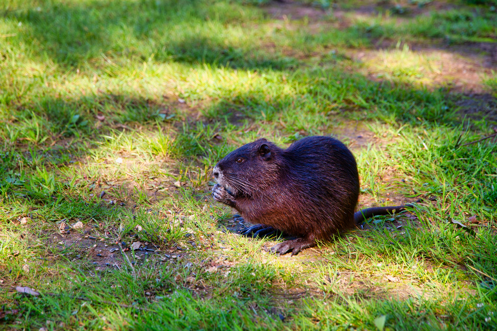 Eine junge Nutria