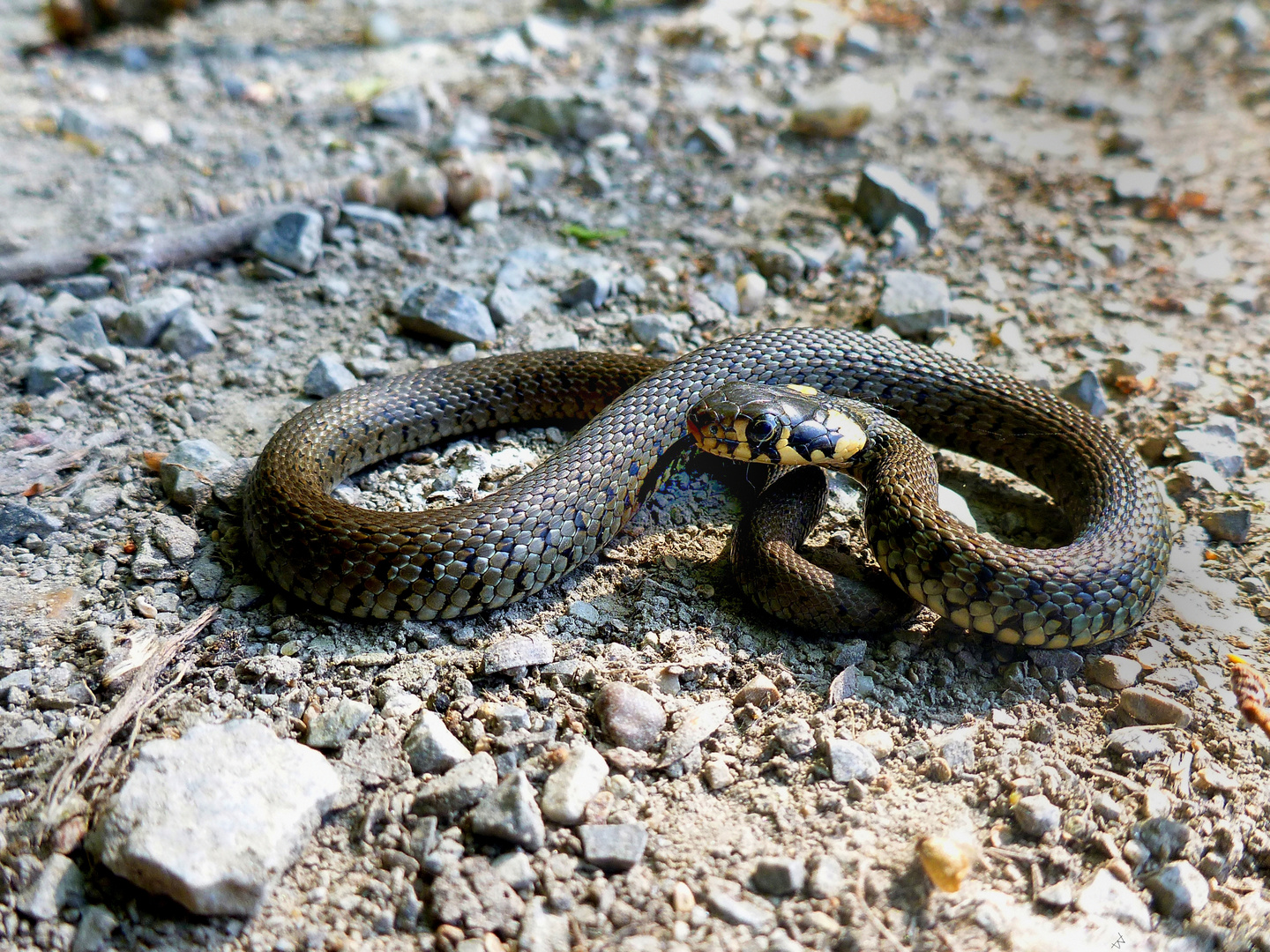 Eine junge Ringelnatter Foto & Bild natur, landschaft, tiere Bilder