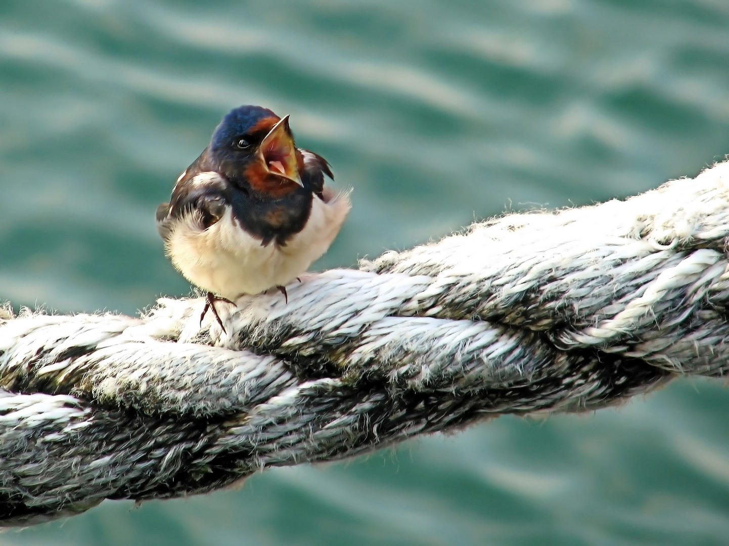 eine junge Schwalbe im Hafen